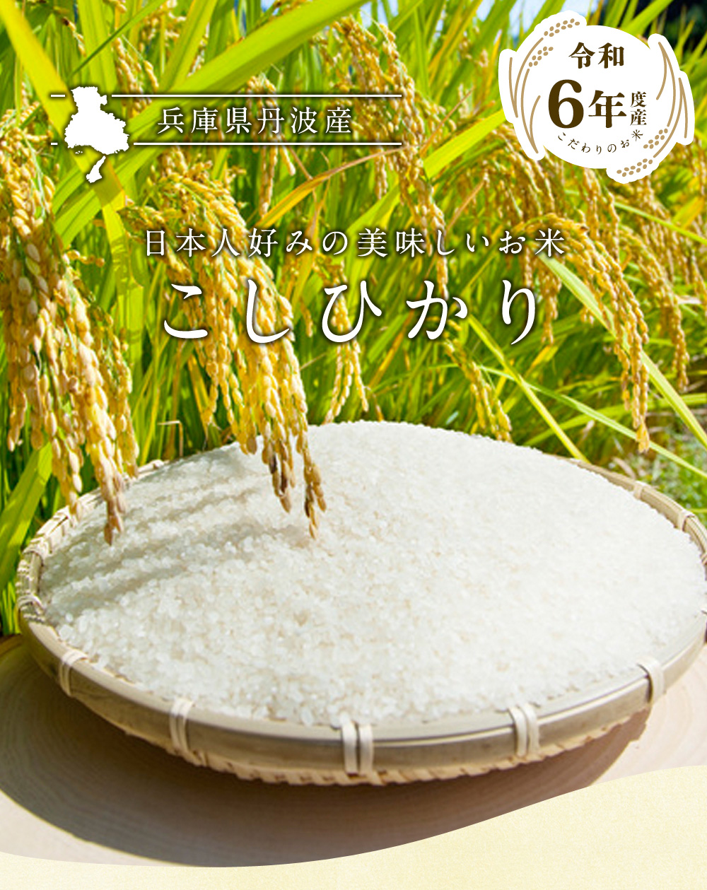 新米 丹波産（兵庫県）コシヒカリ10kg（5kg×2袋） 送料無料 令和6年産 精米 お米 丹波産  (北海道別途送料/沖縄対応不可)(配達日・時間指定は不可となります。)