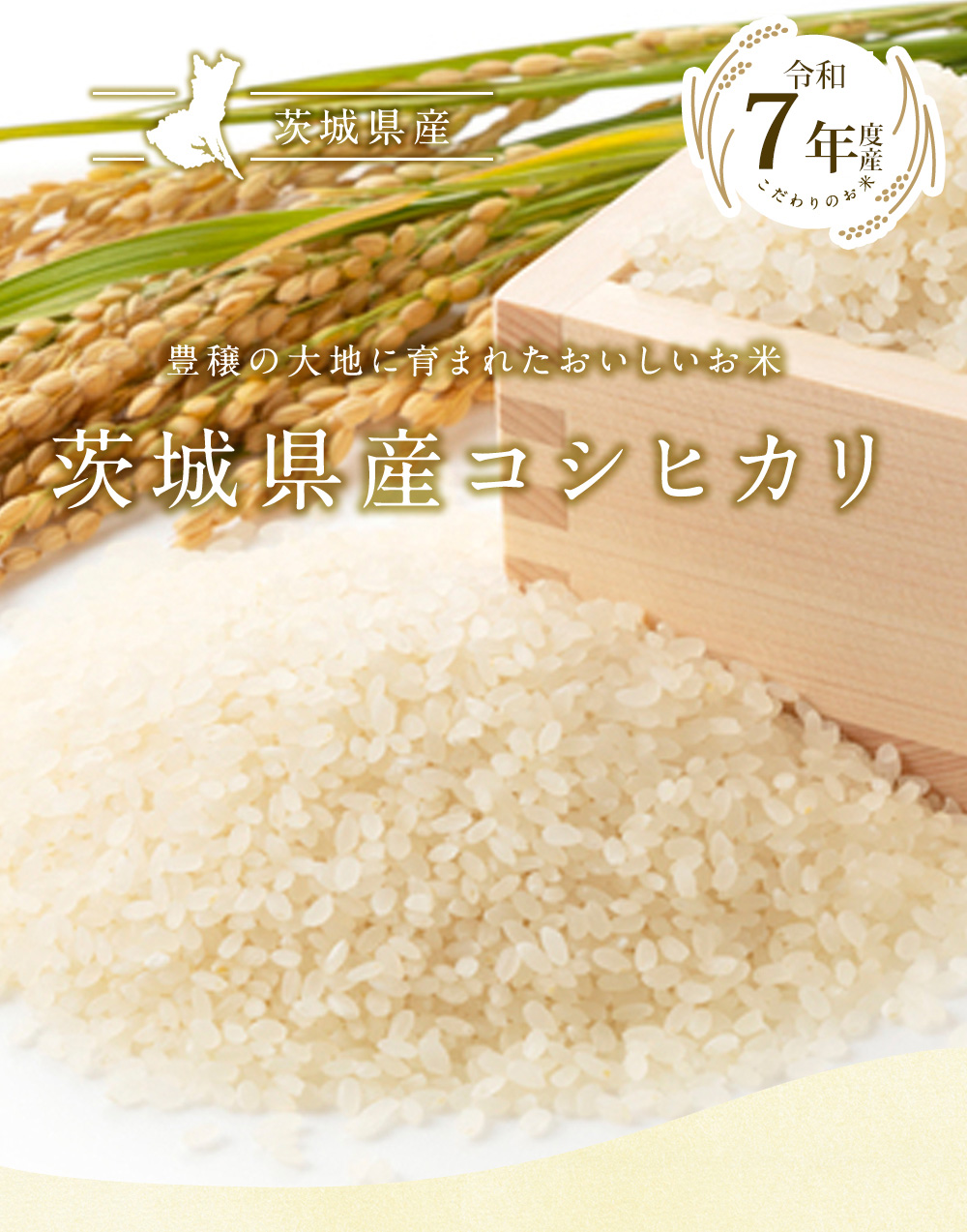 茨城県産 コシヒカリ 20kg(5kg×4袋) 送料無料 令和7年産 米 お米