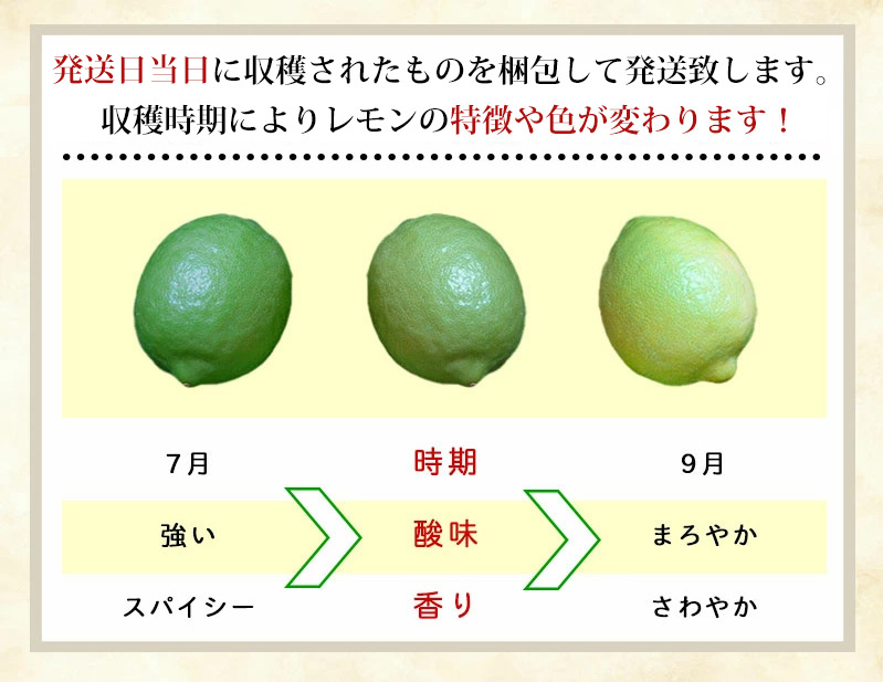 ★Fおまけ付！ マイヤーレモン 2.5kg (国産グリーンレモン)