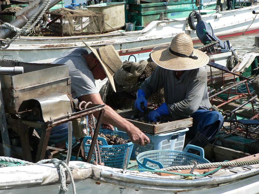 桑名産天然はまぐり８年もの