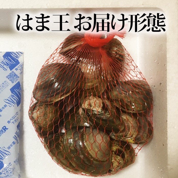 蓄養はまぐりはま王