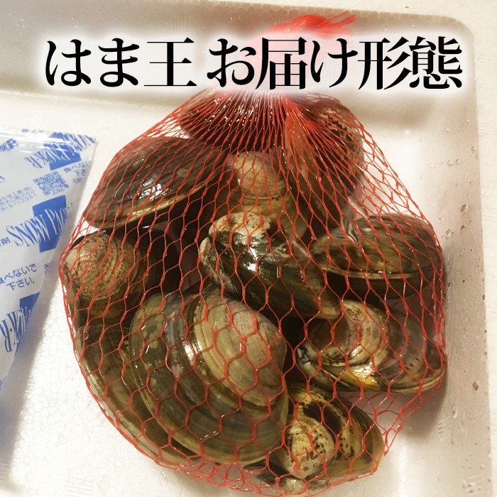 蓄養はまぐりはま王