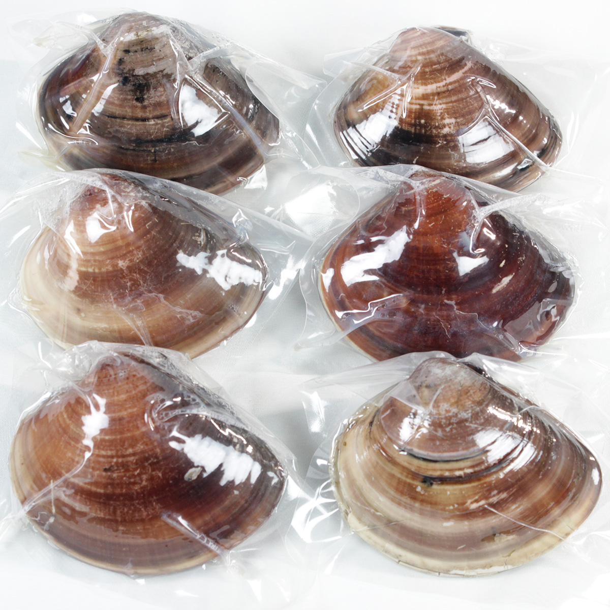 桑名産天然はまぐりレトルト