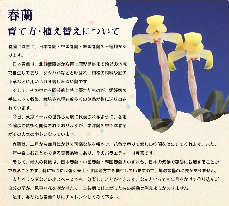 育て方と植え替えについて 春蘭編 ヨネヤマ 通販 Yahoo ショッピング