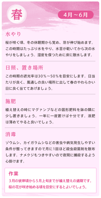 育て方と植え替えについて 富貴蘭編 ヨネヤマ 通販 Yahoo ショッピング