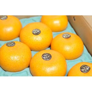 甘平（かんぺい）愛媛Queenクイーンスプラッシュ通販 糖度13度以上