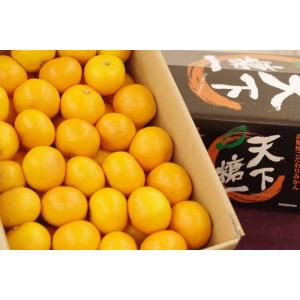 ①みかん 天下糖一みかん てんかとういつ蜜柑JAとぴあ浜松 静岡県 糖度12度