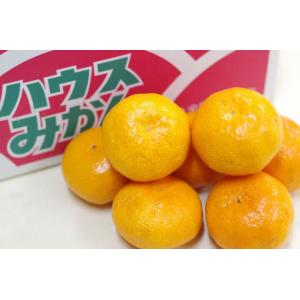 糖度１３度以上！天皇杯受賞の樹上完熟袋がけみかん！味ピカ小太郎　Sサイズ 30玉 糖度13度以上！天皇杯受賞の樹上完熟袋がけ味ピカ小太郎S