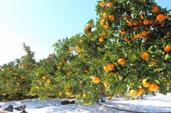 味好鳥みかん（あじこうちょう）通販 お歳暮長崎県諫早産蜜柑 袋入 約