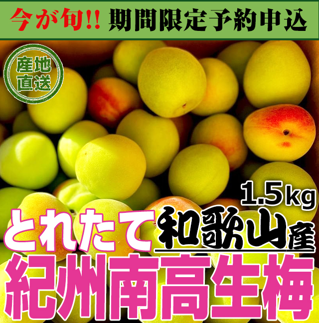 送料無料 生梅 紀州南高梅 1.5kg 「産地直送とれたて紀州南高生梅」 和歌山県産 うめ ウメ 梅 梅干し