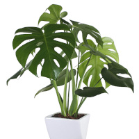 >鉢物 Plants