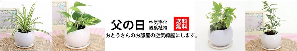 はなここ 花と緑のはなここ - Yahoo!ショッピング