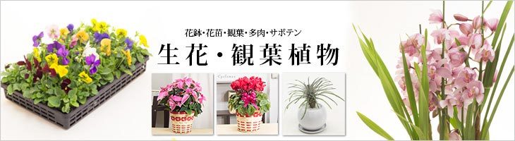 花と緑のはなここ Yahoo ショッピング