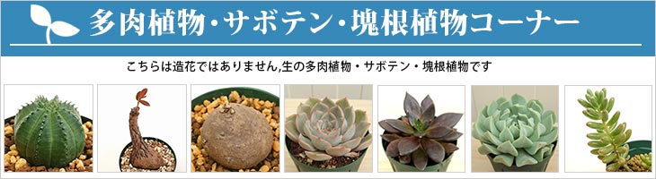 花と緑のはなここ Yahoo ショッピング