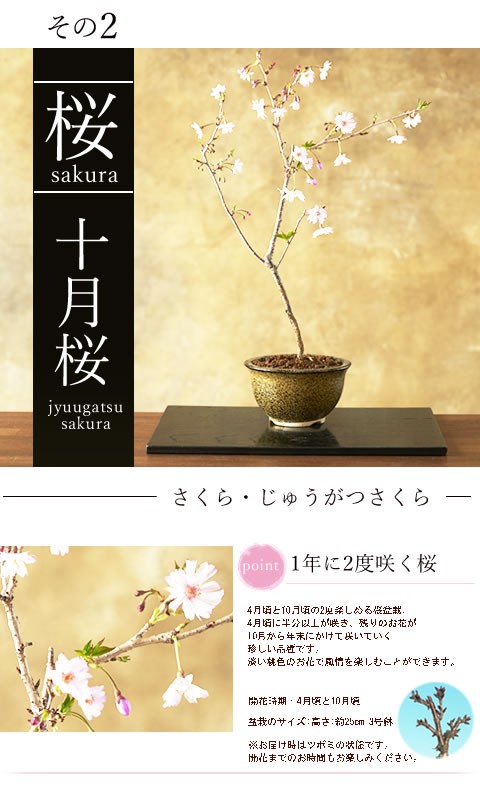 桜盆栽 桜・藤 選べる盆栽ギフト プレゼントに 「旭山」「十月桜」「一