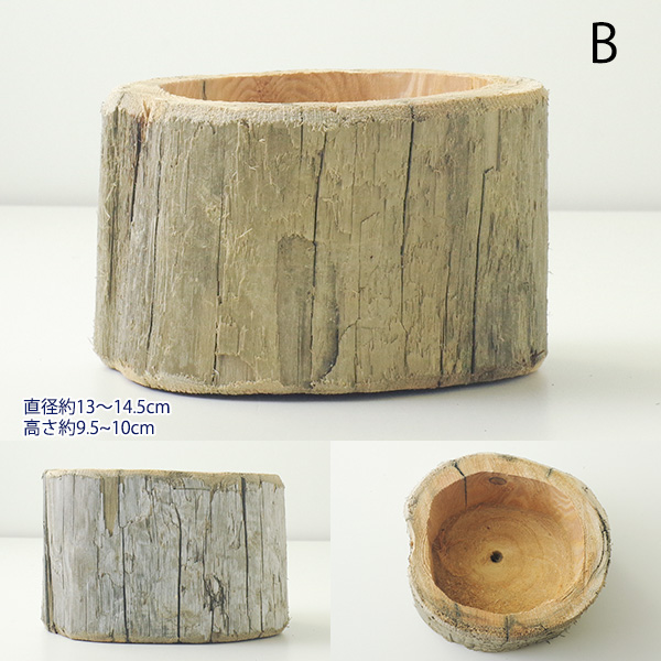 ☆河川の自然流木(自然現象の穴3個) 観葉植物 流木台座 盆栽台