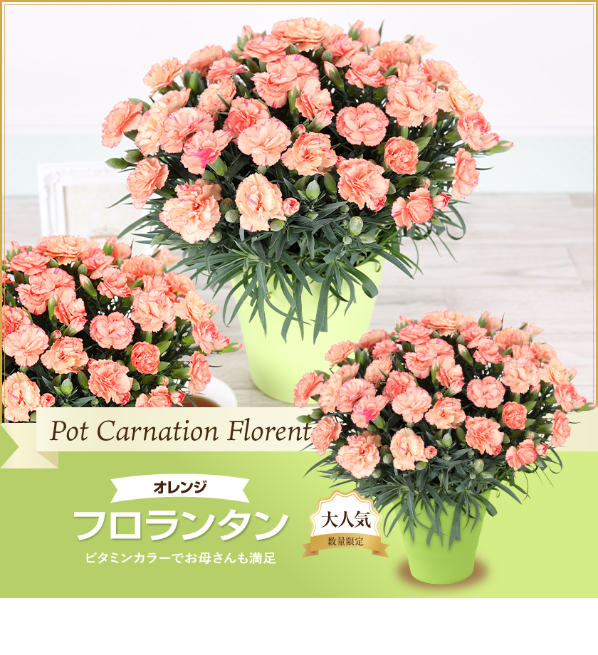 母の日 ギフト 花 カーネーション 2026 プレゼント 5号鉢 日付指定可能