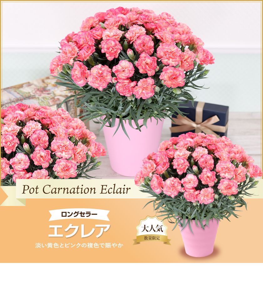 母の日 ギフト 花 カーネーション 2026 プレゼント 5号鉢 日付指定可能