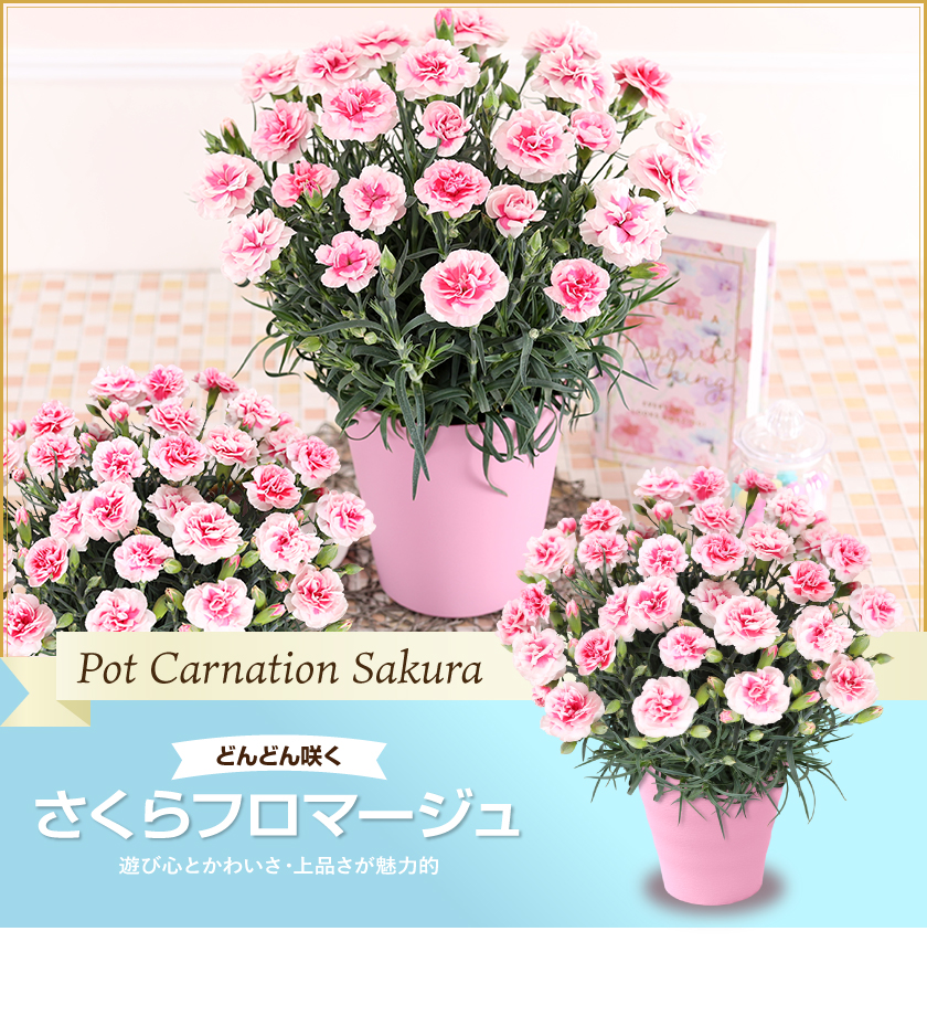 母の日 ギフト 花 カーネーション 2025 プレゼント 5号鉢