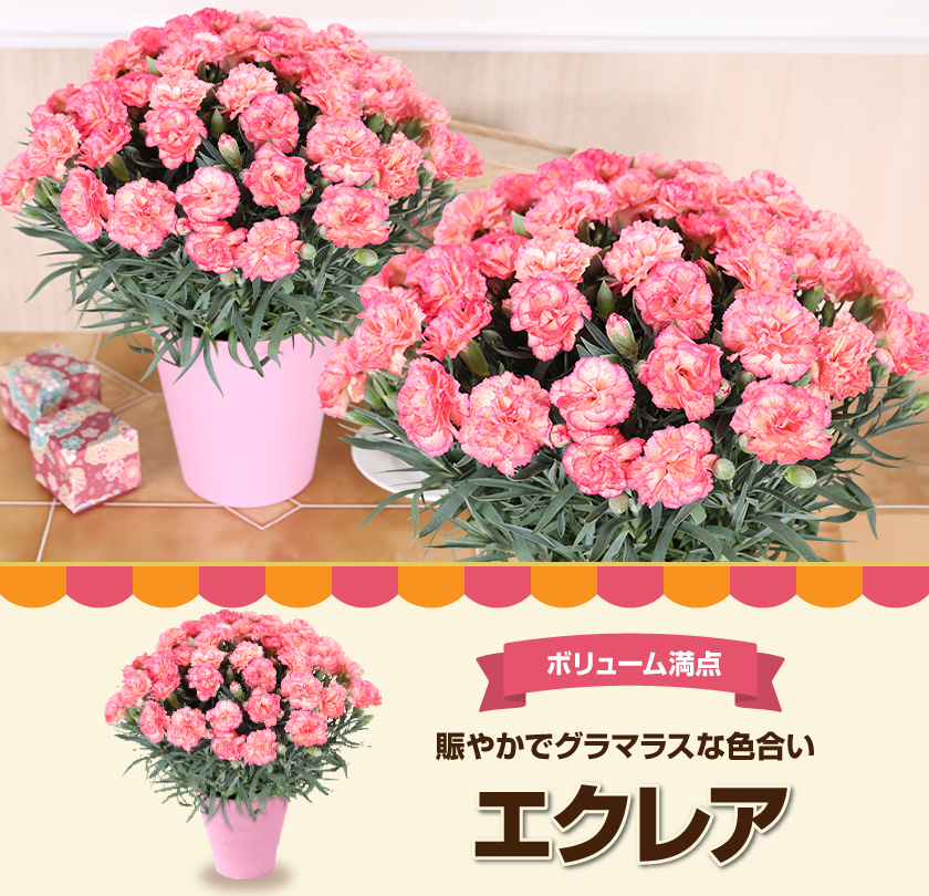 母の日 ギフト 花 カーネーション 2026 プレゼント 東北から関西まで送料無料 5号鉢 メッセージカード ギフトボックス付き | ブランド登録なし | 08