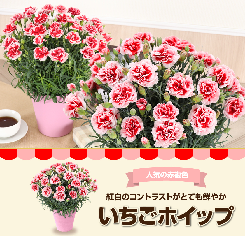 母の日 ギフト 花 カーネーション 2026 プレゼント 東北から関西まで