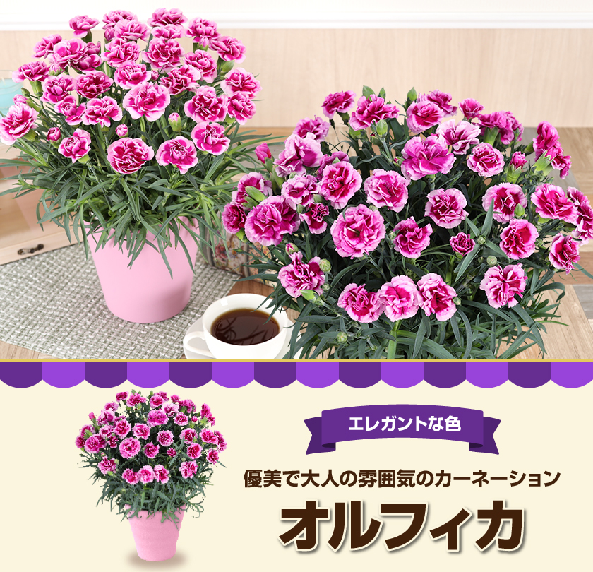 母の日 ギフト 花 カーネーション 2026 プレゼント 東北から関西まで