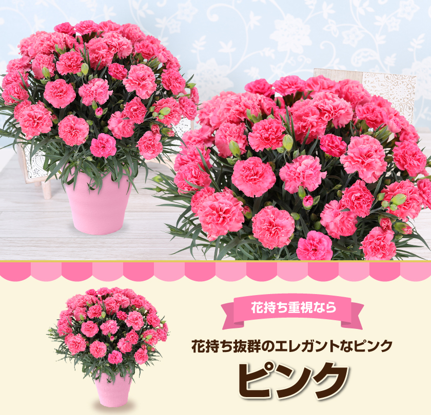 母の日のプレゼントにも♪ 寄せ植え　花■カーネーションの花束のような寄せ植え 母の日 ギフト 花 カーネーション 2026 プレゼント 東北から関西まで