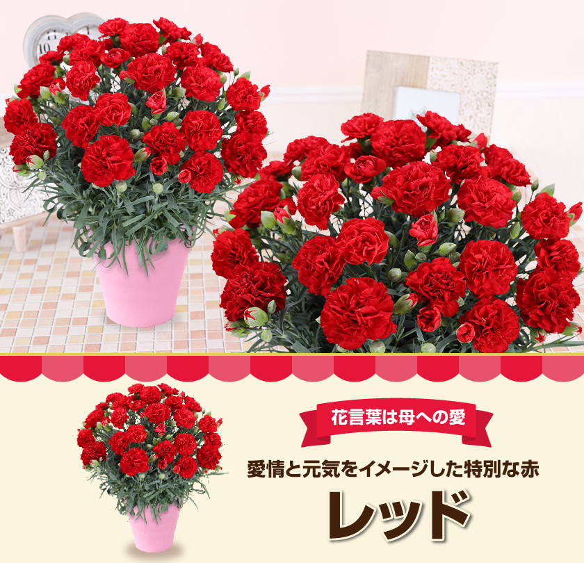 母の日 ギフト 花 カーネーション 2026 プレゼント 東北から関西まで