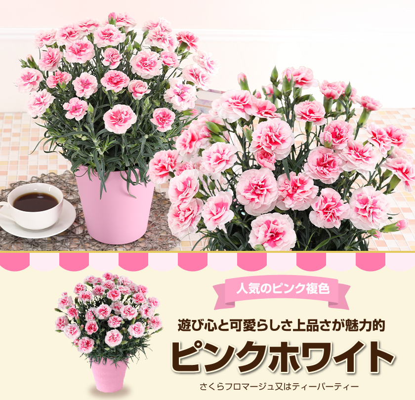 母の日 ギフト 花 カーネーション 2026 プレゼント 東北から関西まで