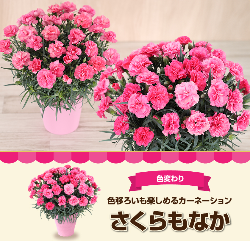母の日 ギフト 花 カーネーション 2026 プレゼント 東北から関西まで送料無料 5号鉢 メッセージカード ギフトボックス付き | ブランド登録なし | 07