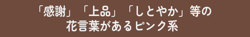 ピンクバラ説明