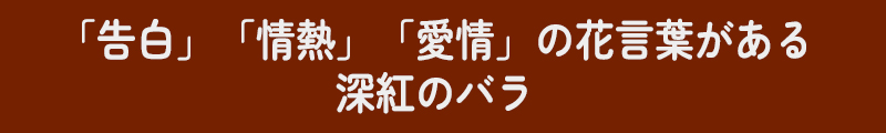 赤バラ説明