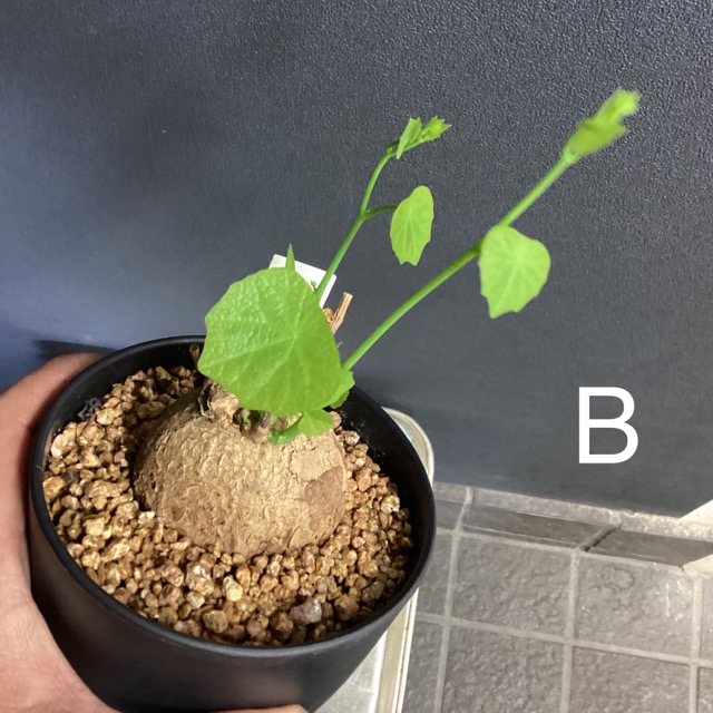 選べる コーデックス 塊根植物 観葉植物 ステファニア