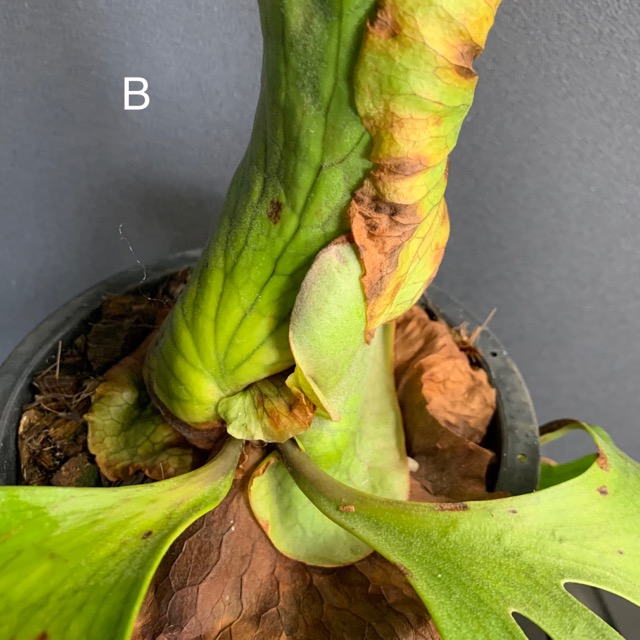 選べる 着生植物 観葉植物 コウモリラン ビカクシダ コロナリウム フィリピネス インテリア 素敵なプランツ 鉢タイプ : y-1202 :  hanabisou - 通販 - Yahoo!ショッピング