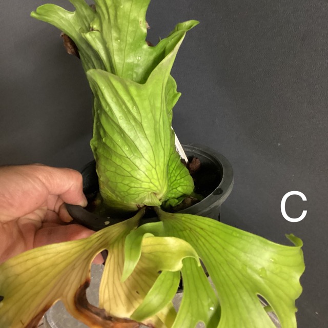 選べる 着生植物 観葉植物 コウモリラン ビカクシダ 選べる 着生植物 観葉植物 コウモリラン ビカクシダ