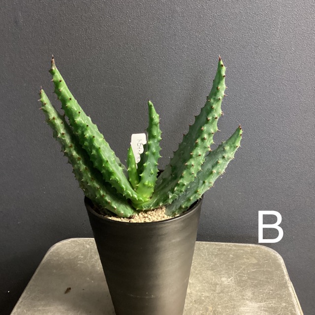 正規品販売 全高40 45cm 4号鉢 鉢植え アロエ 多肉植物 2623 苗 正規品販売 全高40 45cm 4号鉢 鉢植え アロエ 多肉植物 2623 苗