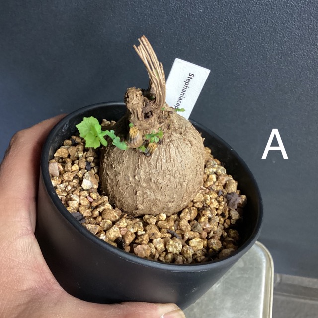 塊根植物・コーデックス Chuppa Pachypodium Gracilius🌱 今週末はいよいよ「GREGRO in横浜