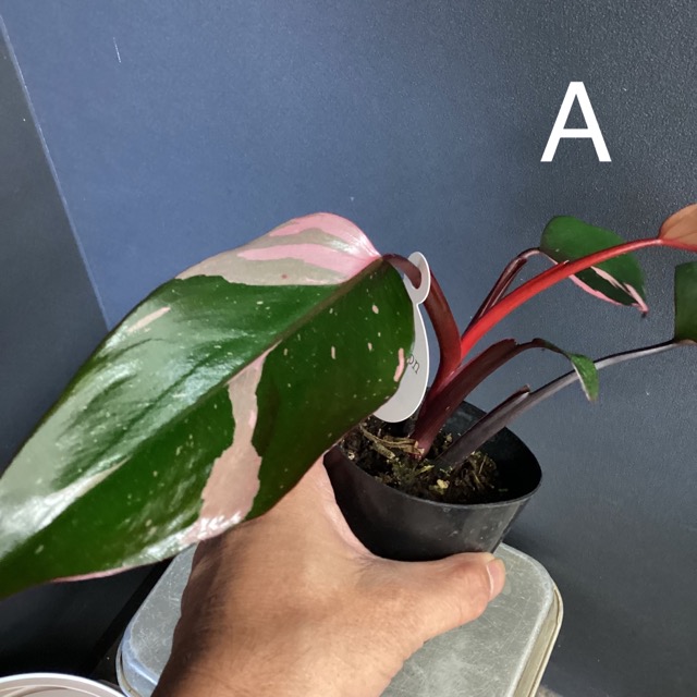 選べる 観葉植物 熱帯植物 フィロデンドロン ピンクプリンセス 斑入り インテリア 素敵なプランツ 育てやすい観葉植物 Y 1276 Hanabisou 通販 Yahoo ショッピング 選べる 観葉植物 熱帯植物 フィロデンドロン ピンクプリンセス 斑入り インテリア 素敵なプランツ 育てやすい観葉植物 Y 1276 Hanabisou 通販 Yahoo ショッピング