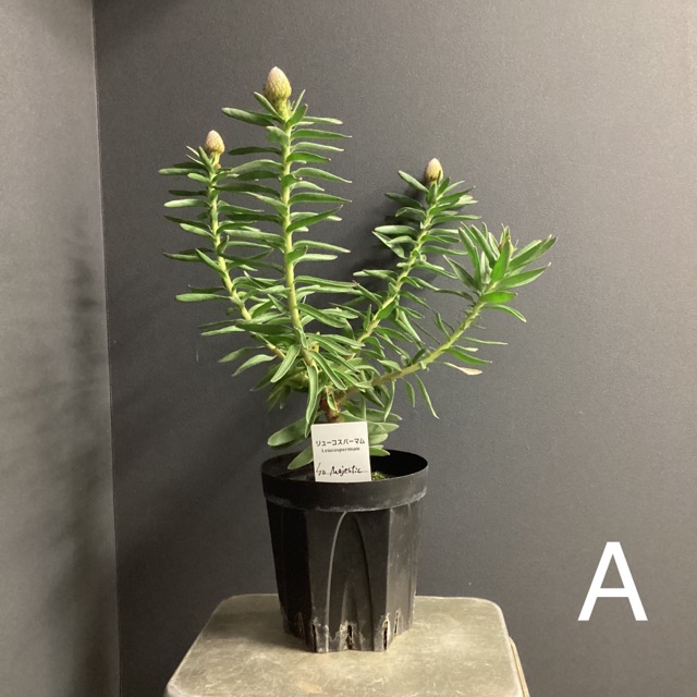 選べる オーストラリア植物 観葉植物 リューコスペルマム ピン
