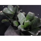 着生植物 観葉植物 コウモリラン ビカクシダ ウィリンキー バリ 板着生