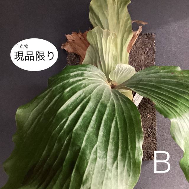 選べる 人気 着生植物 観葉植物 コウモリラン ビカクシダ エレファントティス フェゴ板着生 インテリア 素敵なプランツ 壁掛け : y-1397 :  hanabisou - 通販 - Yahoo!ショッピング