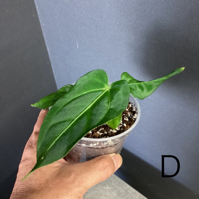 選べる レア品種 観葉植物 熱帯植物 アンスリウム レガレ 原種