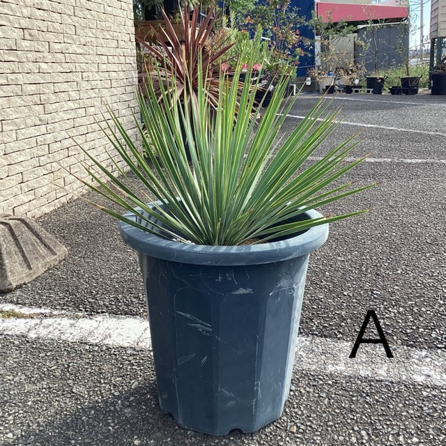 2,100円オフ ロストラータ ユッカ 観葉植物 ドライガーデン　7 ユッカ・ロストラータ ドライガーデン 10号鉢 送料無料 : 日本