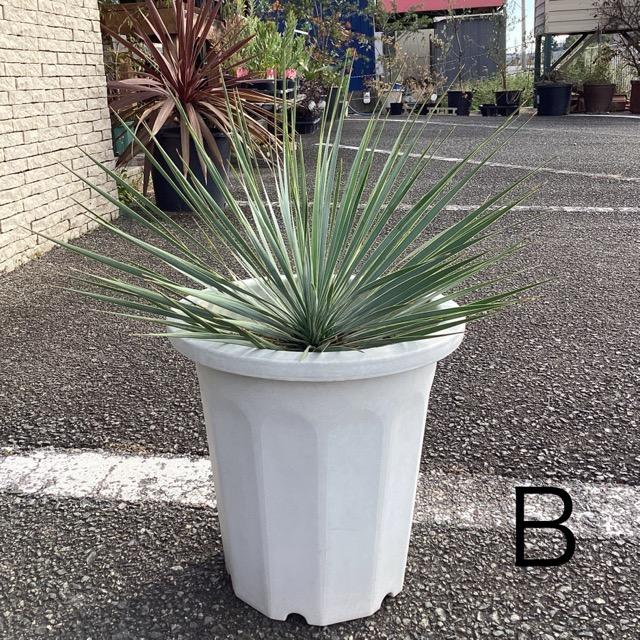 ユッカ ロストラータ ブルー シルバー 200粒播種 リギダ アガベ ユッカ ロストラータ ブルー シルバー 200粒播種 リギダ アガベ