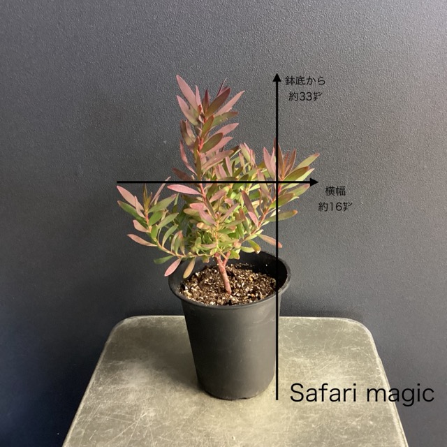 選べる 人気 オーストラリア植物 観葉植物 リューカデンドロン 選べる 人気 オーストラリア植物 観葉植物 リューカデンドロン