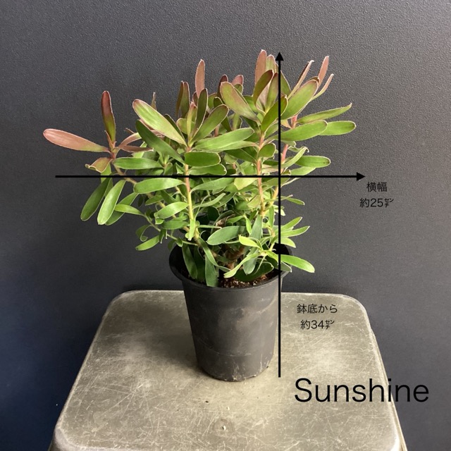 選べる 人気 オーストラリア植物 観葉植物 リューカデンドロン 選べる 人気 オーストラリア植物 観葉植物 リューカデンドロン