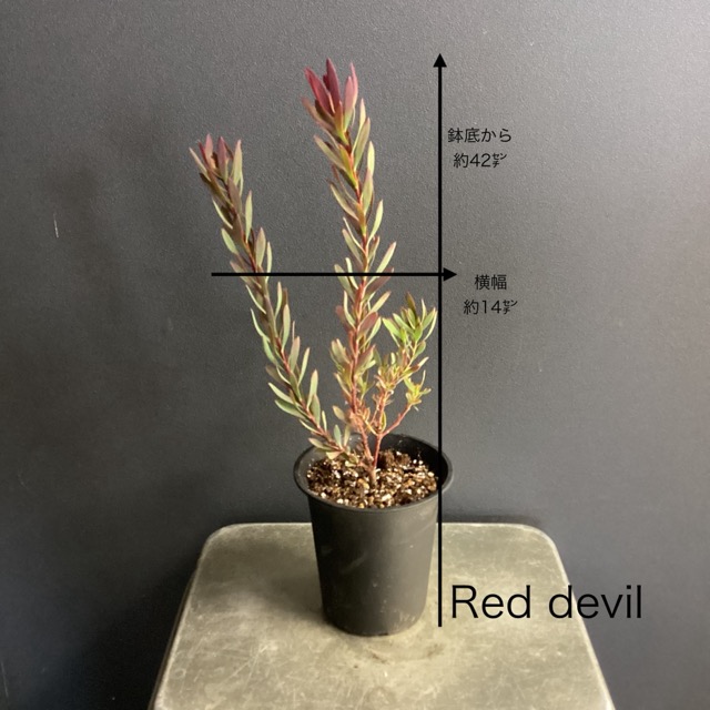 選べる 人気 オーストラリア植物 観葉植物 リューカデンドロン