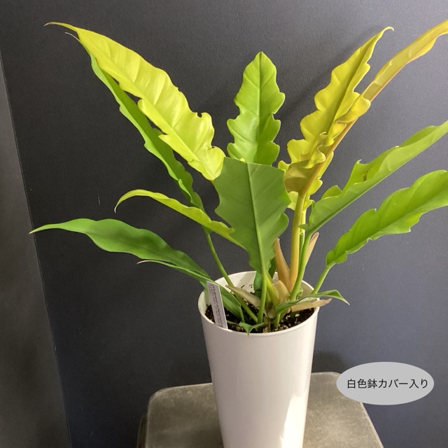 フィロデンドロン（観葉植物）（花ギフト用途：誕生日お祝い