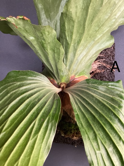 ヘゴ板まとめ売り 植物着床様 - メルカリ