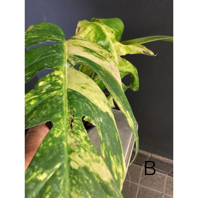 植物 斑入りモンステラの商品一覧 通販 - Yahoo!ショッピング 植物 斑入りモンステラの商品一覧 通販 - Yahoo!ショッピング